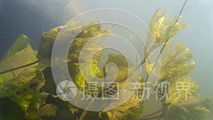 水下河流景观与藻类视频