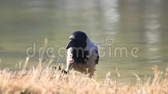 站在湖边的乌鸦呱呱叫视频