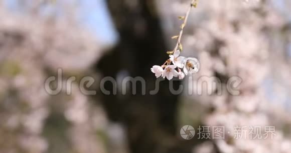 东京鹿角公园的樱花和蜜蜂手持