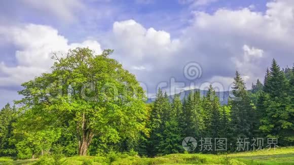 森林峡谷和云上的老树。 时间流逝