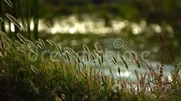 自然的芦苇和湖