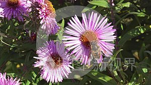 蜜蜂采花花粉的宏观摄影视频