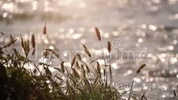 自然的芦苇和湖