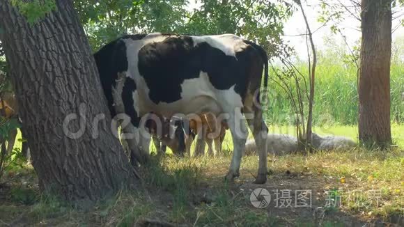 奶牛站在树荫下视频