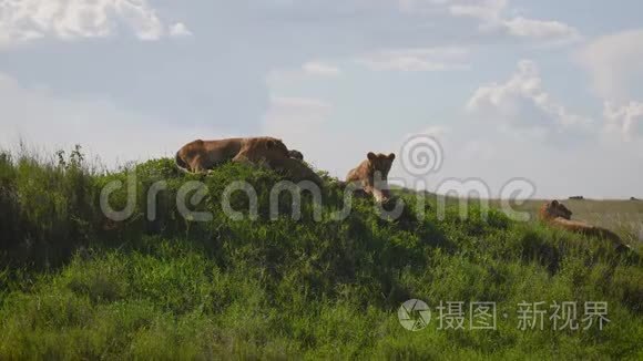 野狮子躺在非洲草原的山上