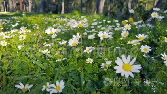 森林中的雏菊、蒲公英、雏菊