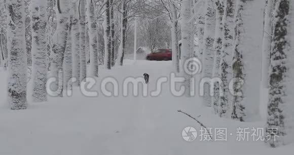 冬天，流浪狗沿着马路跑掉了