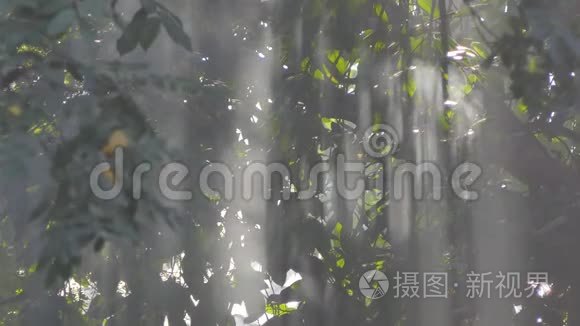 烟雾和阳光穿过热带雨林中的树木。