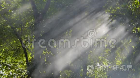 烟雾和阳光穿过热带雨林中的树木。