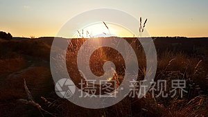 温暖的夏日阳光透过野草的田野照耀。 在夕阳的余晖下，把草地上的花收起来。 五彩缤纷的大自然