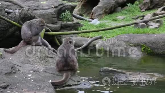 在动物园里，一只成年的福曼山岩斑猴坐在疣猪旁边