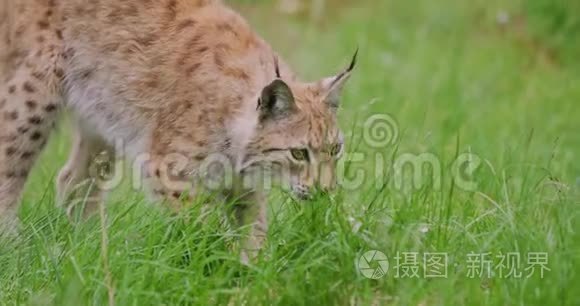 在森林里玩欧洲的特写镜头视频