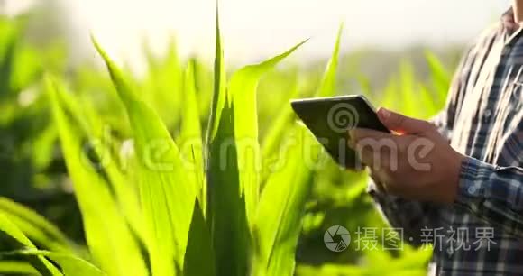 特写：手工工程师农学家带着一台平板电脑在日落时在一个现代化的农场里检查植物。