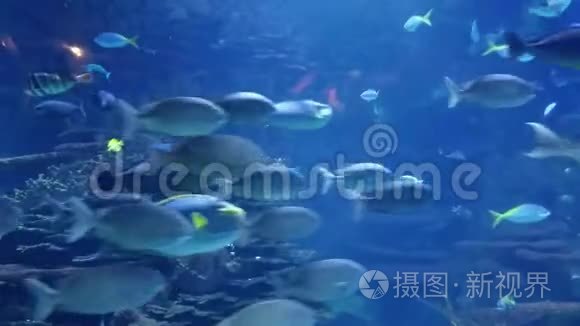 水母在水族馆里游泳