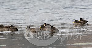 湖中游泳的黄嘴鸭视频