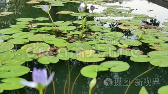 傍晚池塘里的紫色莲花视频