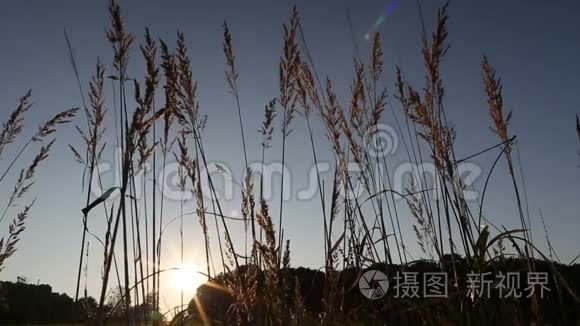 夕阳西下带太阳耀斑的背光野草视频