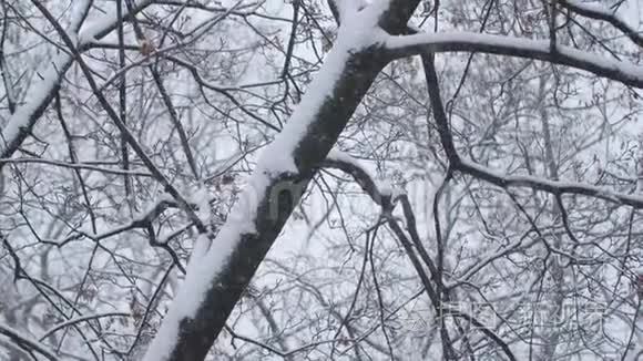 雪落在城市公园树木模糊的背景上。 令人失望。 光线背景。 背景模糊。