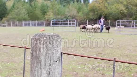 羊被一只狗围在篱笆后面视频