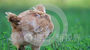 小红公鸡吃青草