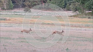 鹿追逐.视频的预览图