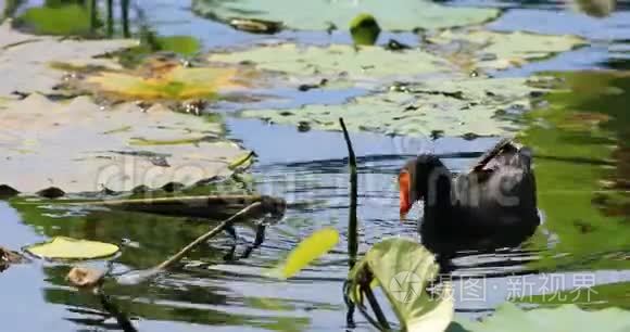 Dusky Moorhen，Gallinula tenebrosa，水4K