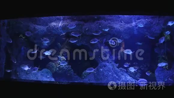 各种鱼类在水族馆的主鱼缸里游泳