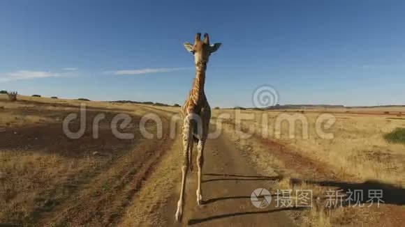 长颈鹿奔跑动作的演示视频