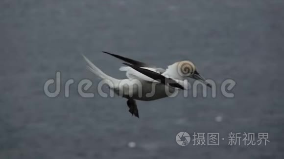 巴桑斯以缓慢的声音飞越海洋视频