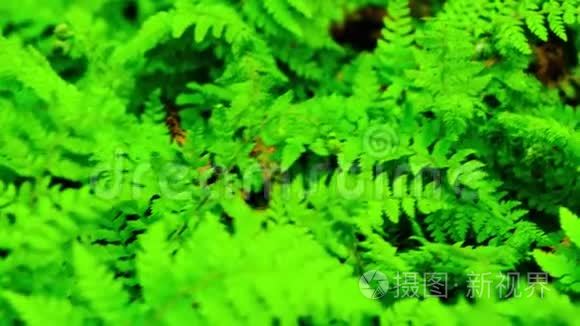 新鲜绿色蕨类植物的活动背景视频