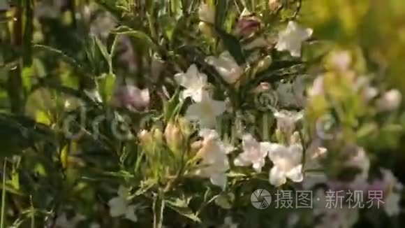 小花丛视频