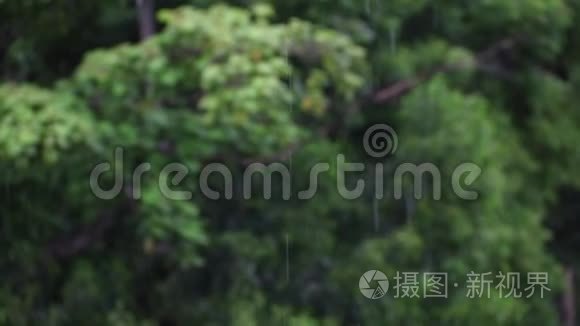 雨水树自然视频
