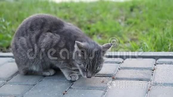 街上的灰斑猫坐在公园的地上看着摄像机