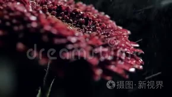 近边观菊花转向水喷雾视频