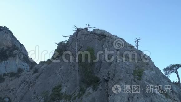 灰山崖上长满小树和青苔的大灰山崖上生长着一堆干柴