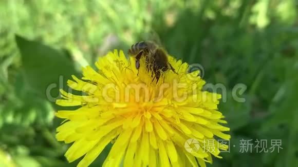 蜂蜜蜂收集花的花粉视频