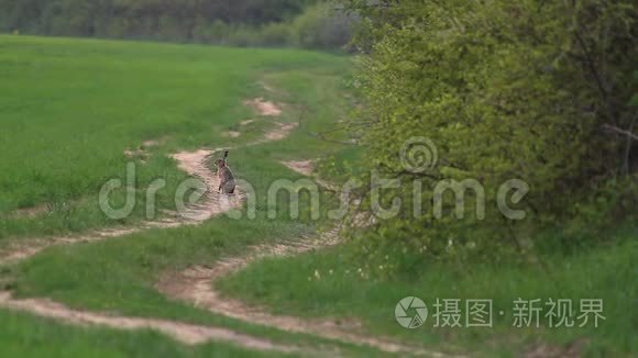 春天森林路上的欧洲野兔视频