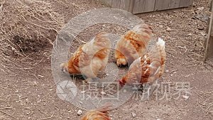 鸡在免费范围内啄食，谷仓，家禽养殖场