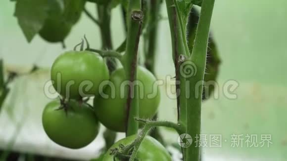 蕃茄生长在温室里，葡萄干上有未成熟的果实. 有机蔬菜