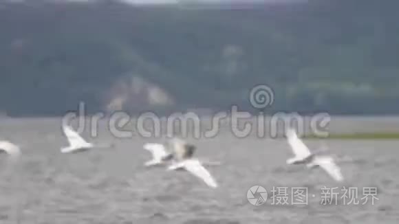 成群的天鹅在河上飞快地飞翔