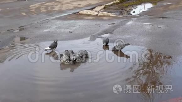 大城市里的野性视频