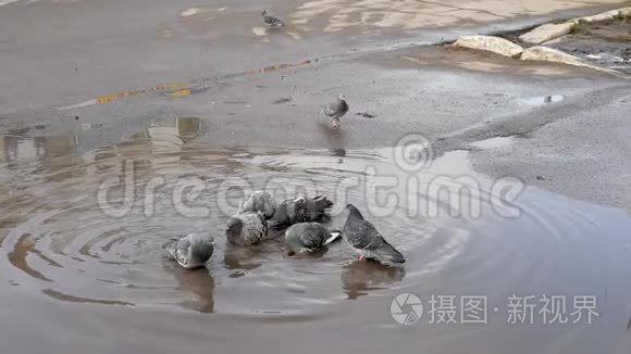 大城市里的野性视频