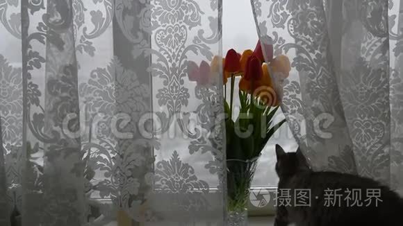 美国短毛猫靠近郁金香花束视频