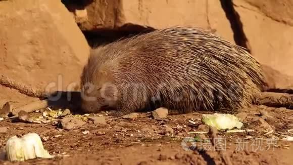 高清特写视频猪熊吃蔬菜.短视频