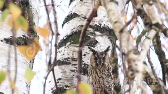 猫头鹰坐在秋雨的树枝间视频
