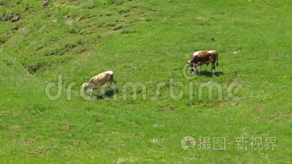 在阿塞拜疆低地漫游的牛视频