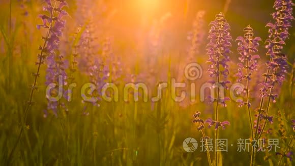 温暖的夏日阳光照耀着野草地视频