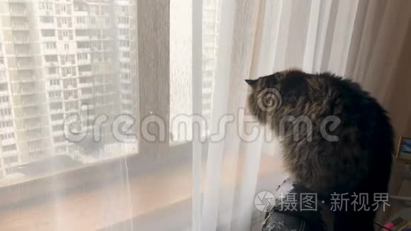 美丽的成年猫看着窗外的鸽子视频