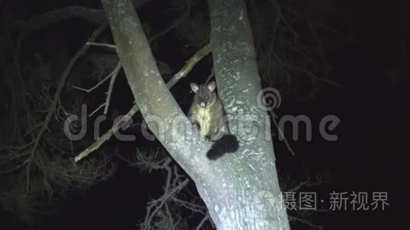 澳大利亚刷尾负鼠在一棵树上视频