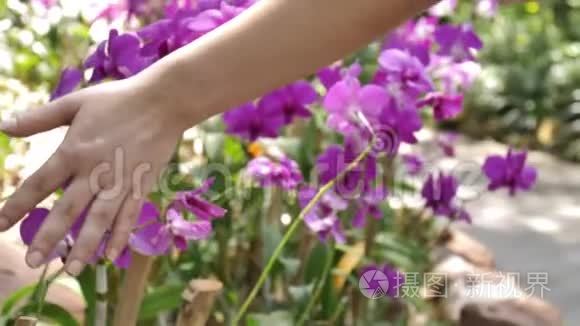 手摸紫色的花朵视频